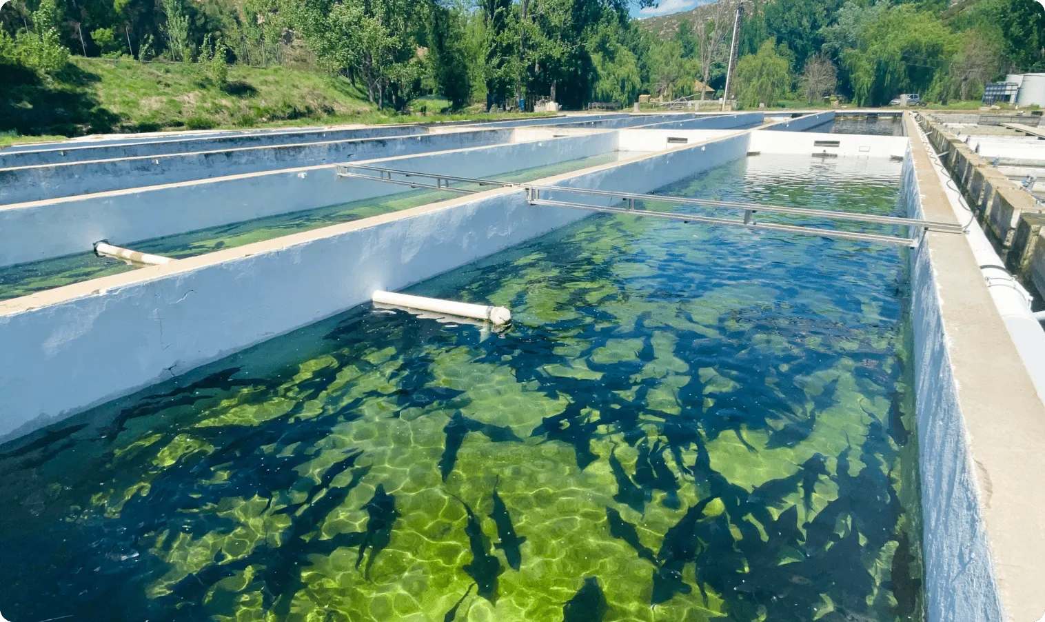 Piscinas de crianza de esturión con agua de manantial en Sarrión